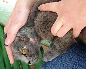 Кожные болезни кошек: лечение и описание заболеваний с фото