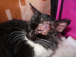 Болезни кошек и котов