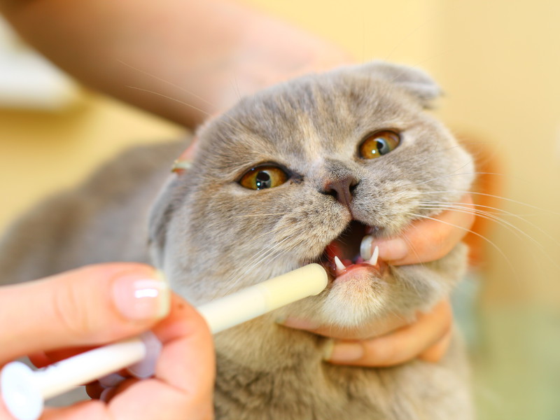 Кожанные заболевания у кошки