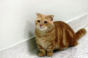 Понос у кота необходимо лечить, животное страдает от этого так же, как и люди.