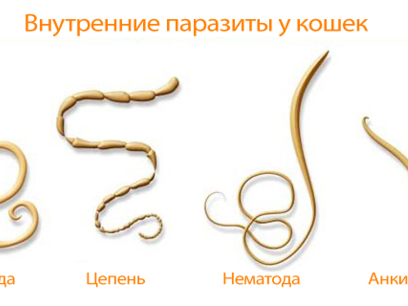 Паразиты у котов - разные виды глистов.