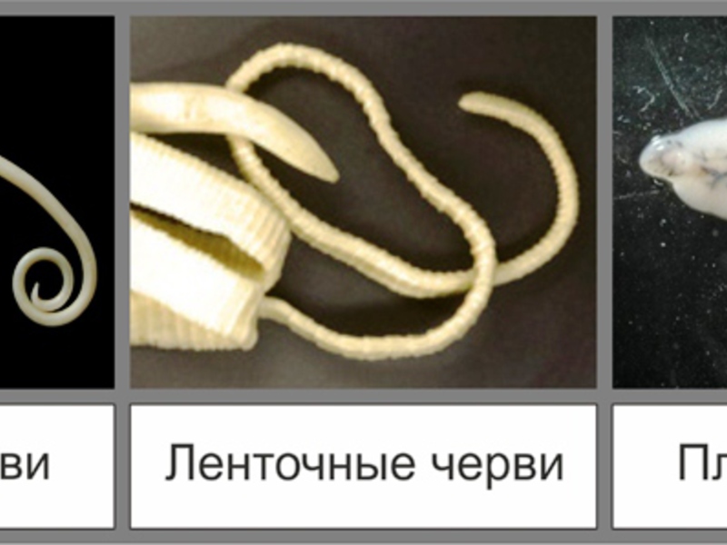 На фото видны разные виды глистов, которые могут заразить вашего кота.