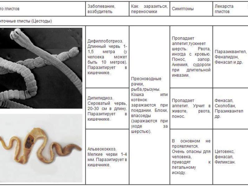 Какие паразиты могут быть у котов и какие из них опасны для людей?