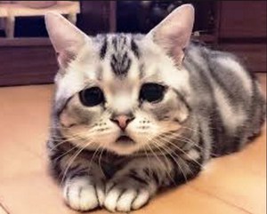 Чумка у кошек: симптомы и лечение заболевания