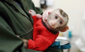 Обезьяна - животное умное, но все же лучше придумывать ей короткое имя.