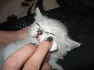 Слезящиеся глаза у кошек нужно лечить