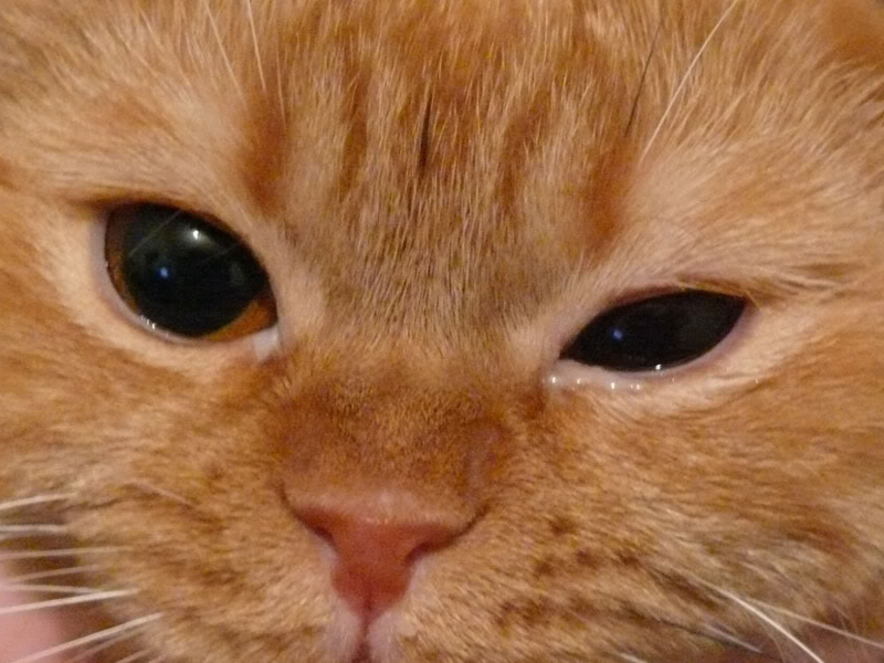 Ем могут болеть кошки