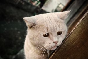 Как лечить подкожного клеща у кошки