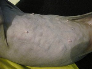 Шишки под кожей у кошки после стерилизации - откуда они берутся?
