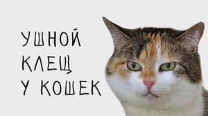 У кошки ушной клещ и особенности лечения в домашних условиях
