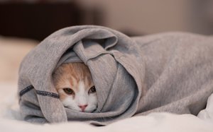 Как лечить кальцивироз