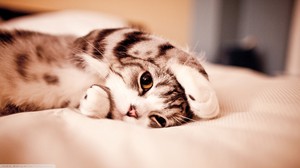 Сильное сотрясение у кошек