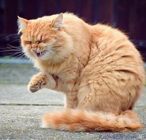 Как определить что кошка заболела
