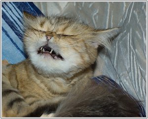 Чихание котов