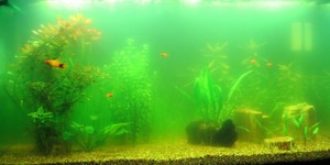 Причины помутнения воды в аквариуме даже если стоит фильтр
