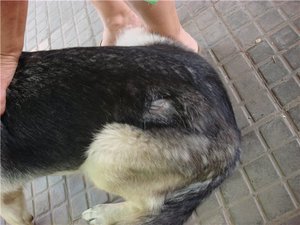 Как быть если выпадает шерсть у собаки