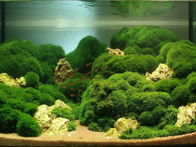 Свойства аквариумной водоросли Яванского мха