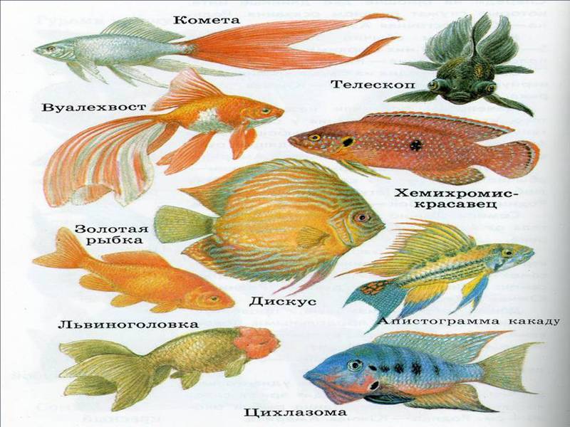 Чем кормят рыбок