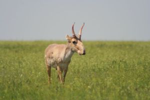 Сайга или сайгак
