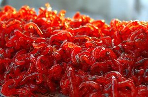 Живой корм для аквариумных рыбок - где его купить?