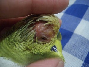 Характер заболевания попугаев