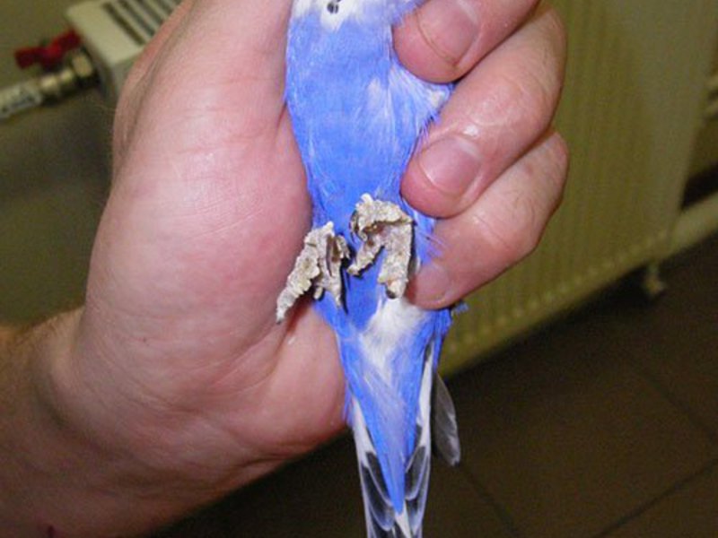 Клещи у попугая
