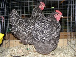 Описание, фото и характеристика кур породы Амрокс