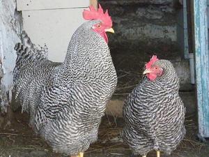 Как отличить кур породы амрокс