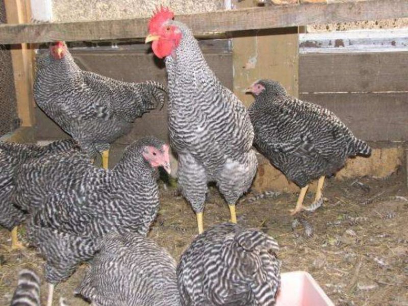 Питание кур амрокс