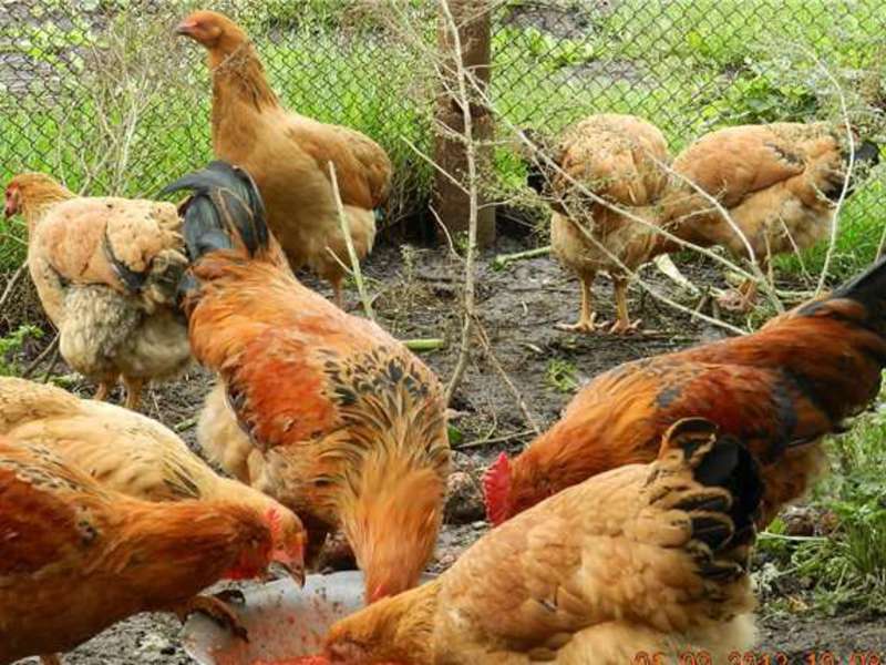 Особенности кучинских кур
