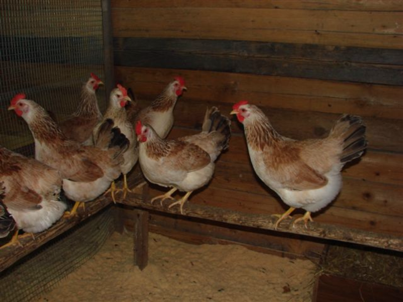 Куры с хорошей продуктивностью