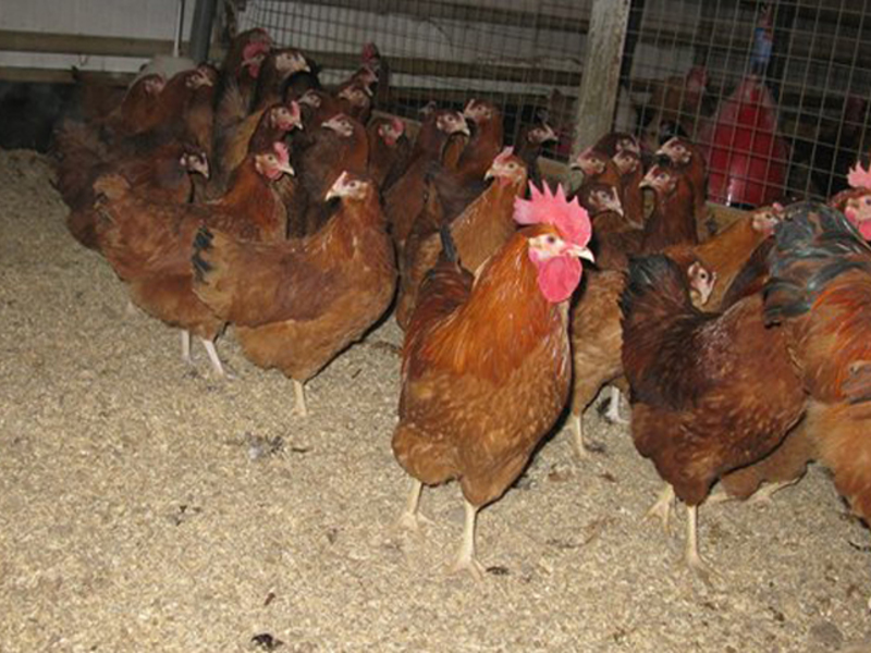 Как выбрать кур с хорошей продуктивностью