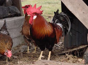 Куры итальянской породы
