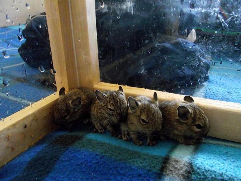 Внешний вид белок дегу