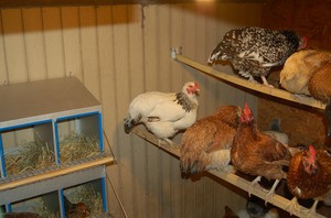 Факторы, которые следует учитывать при содержании кур несушек в домашних условиях