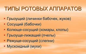 Органы питания насекомых