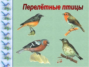Описание и список перелетных птиц: кто не остается зимовать