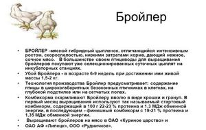 Породы кур бройлеров
