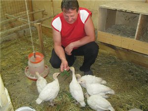 Разведение индюков породы Биг 6
