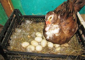 Как размножаются индоутки