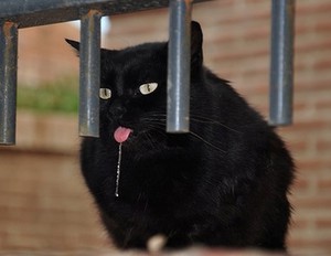 Почему у кота текут слюни, как капли прозрачной воды