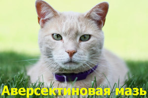 Инструкция по применению аверсектиновой мази для кошек