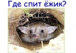 Каким образом зимуют ежики