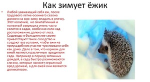Ежи в природе зиму проводят в норах