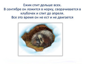 Каким образом устраиваются на зиму ежики