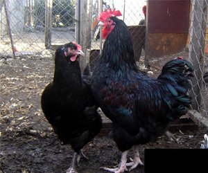 Куры породы джерсийский гигант