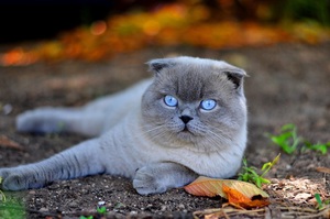 Порода шотландской вислоухой кошки