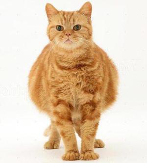 Сколько кошки вынашивают котят?