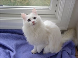 Ангорские котята