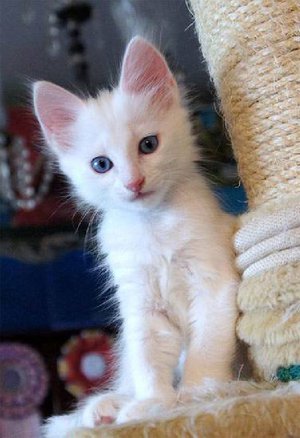 Котята ангорской породы